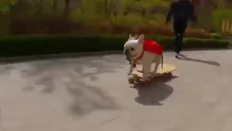 Skatedog 15