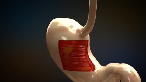 HUMAN DIGESTIVE SYSTEM