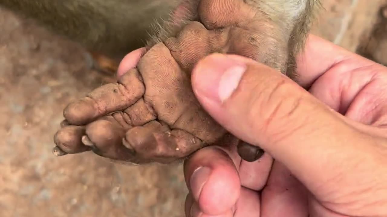 Monkey Hands viral