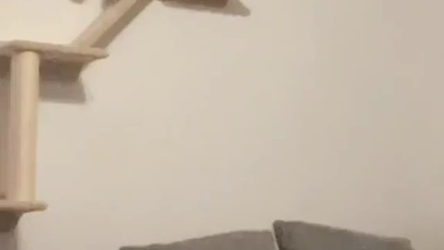 The cat gets its food by climbing over the wall