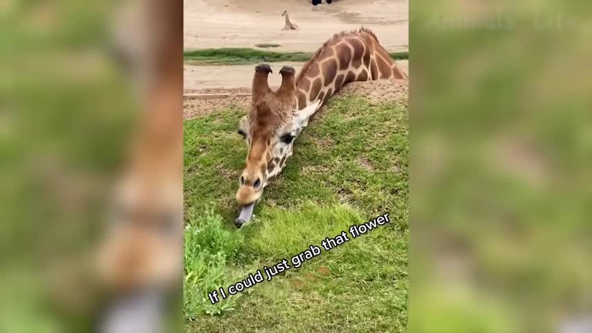 Best Funny Animal Videos Of The 2022 🤣 - Funny Wild And Farm Animals Videos 🐴🦍