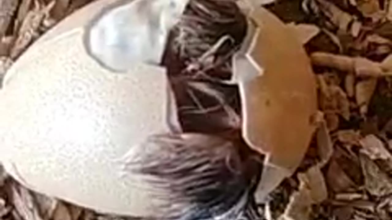 chicken hatching video