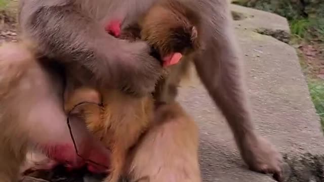 Poor Monkey - Give a way - the world is beautiful