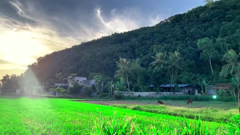 Beautiful green cinematic view