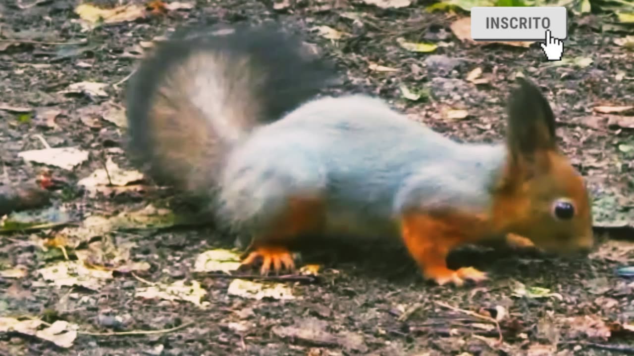 squirrel