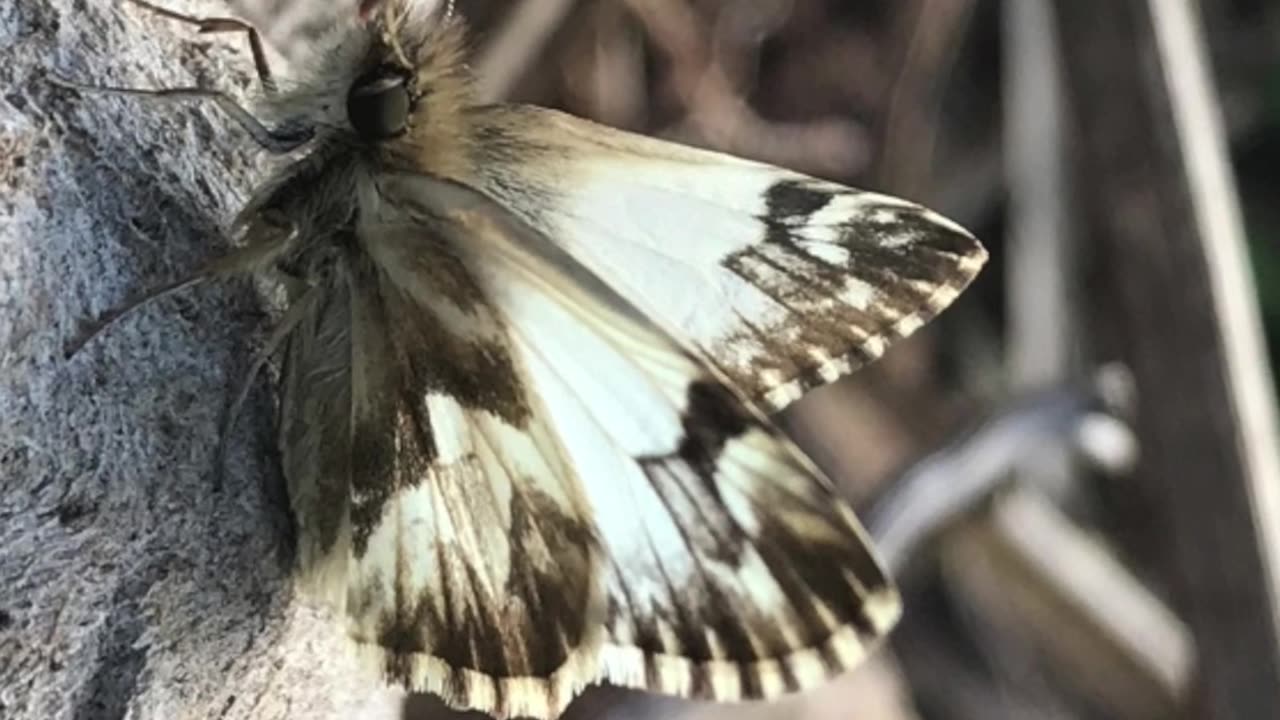 Veja as parentes lindas desta borboleta!