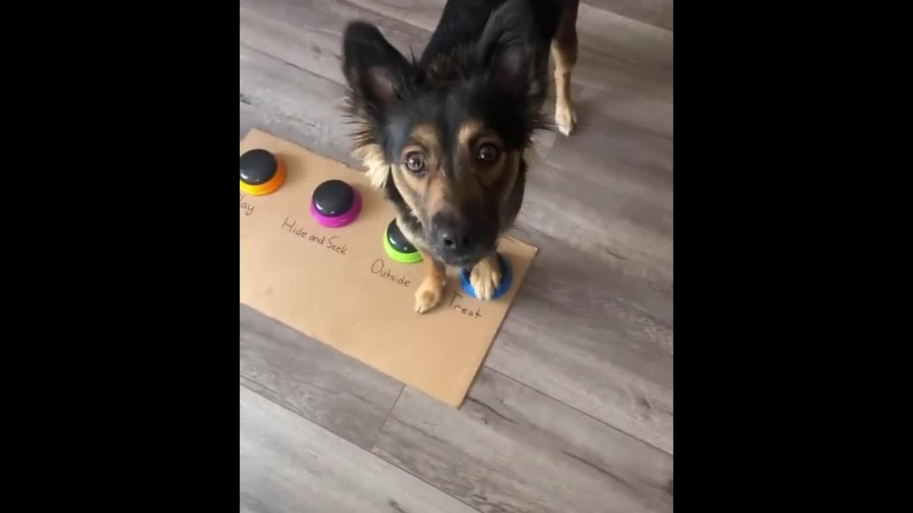 Dog wants a treat and doesn't accept NO