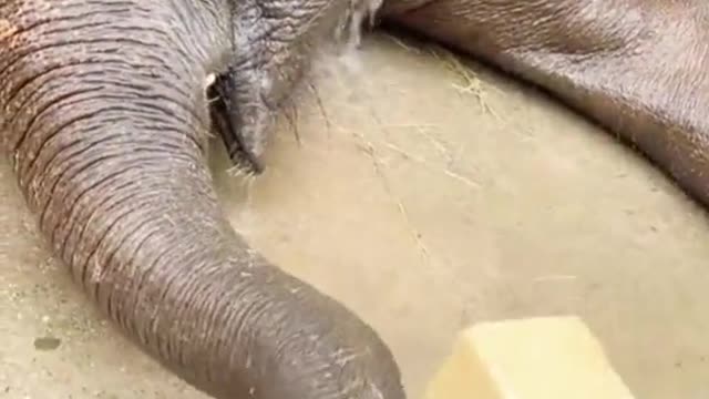 🐘Bath time😄