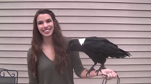 Ravens can talk! / Cool facts about White-Necked Ravens