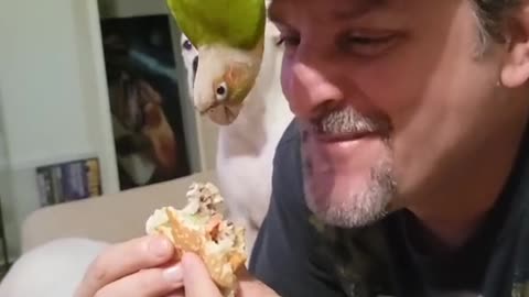 Conure Steals Cheese and Makes Dogs Jealous