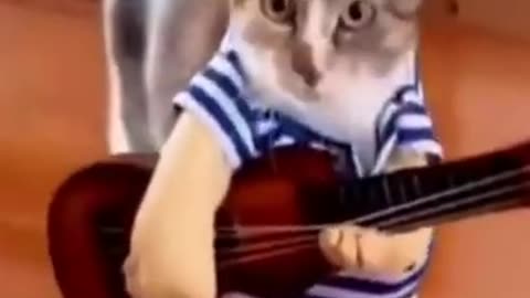 Funny Cat Videos, try not to smile