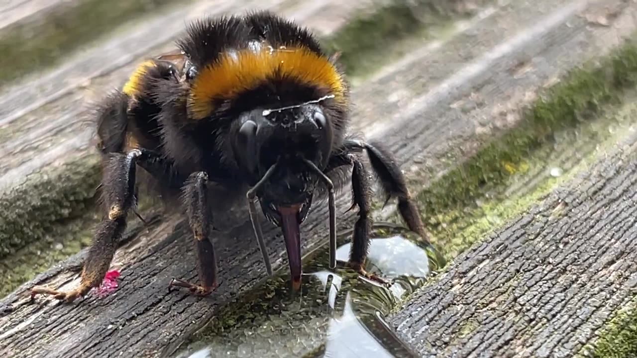 relaxing bee drinking sugar water