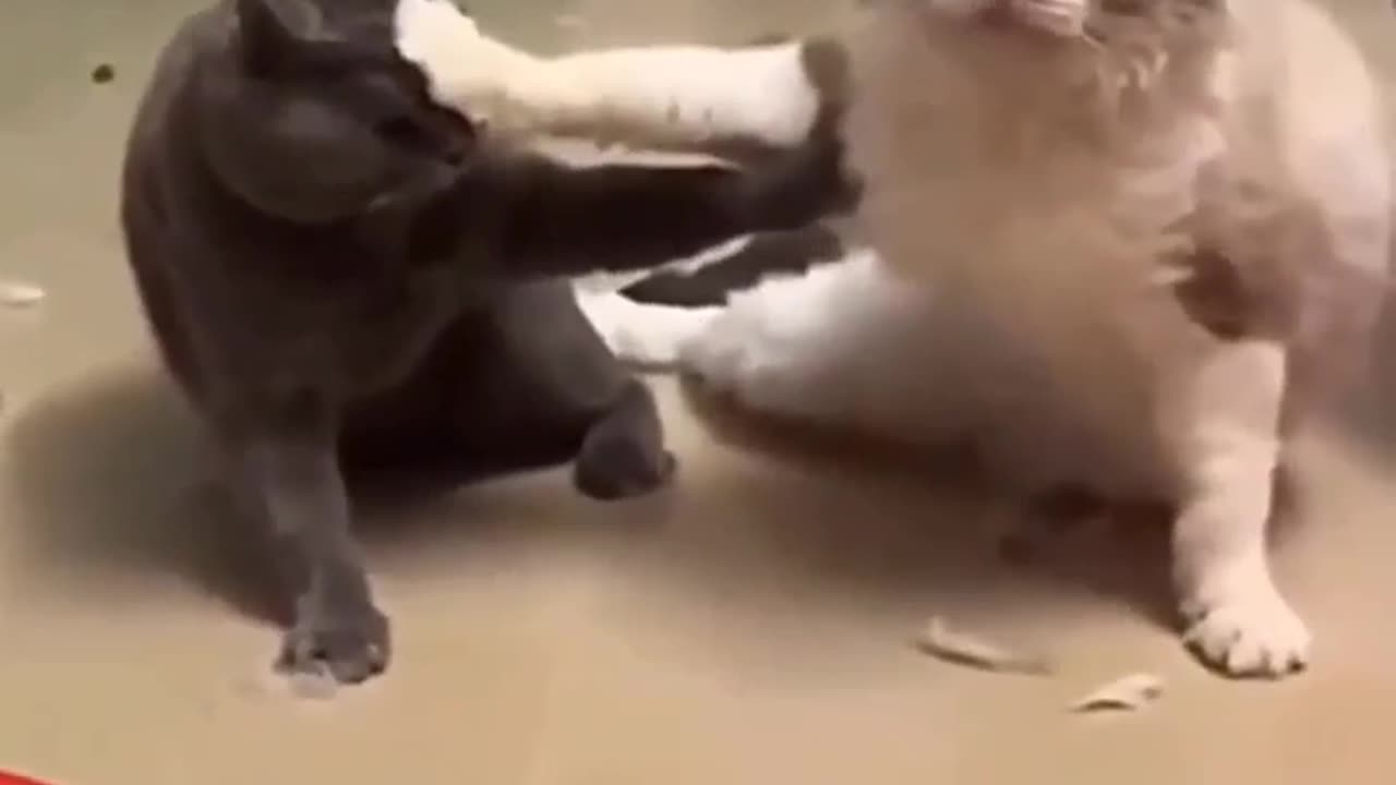 Funny cat