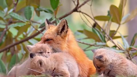 Adorable Red Fox Kits Playtime 😘With Mama