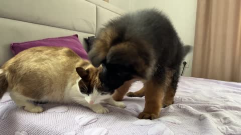 German Shepherd Puppy Meets Cat for the First Time