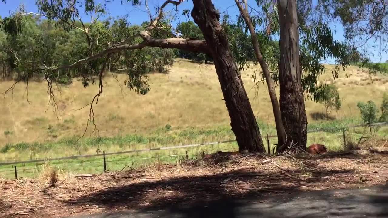 Cutest Koala Family In Australia