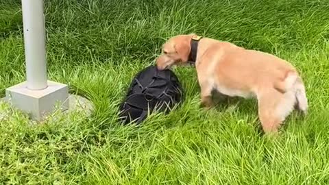 i wonder if Bear knows how dangerous his finds are 😀 (ig k9.bear)