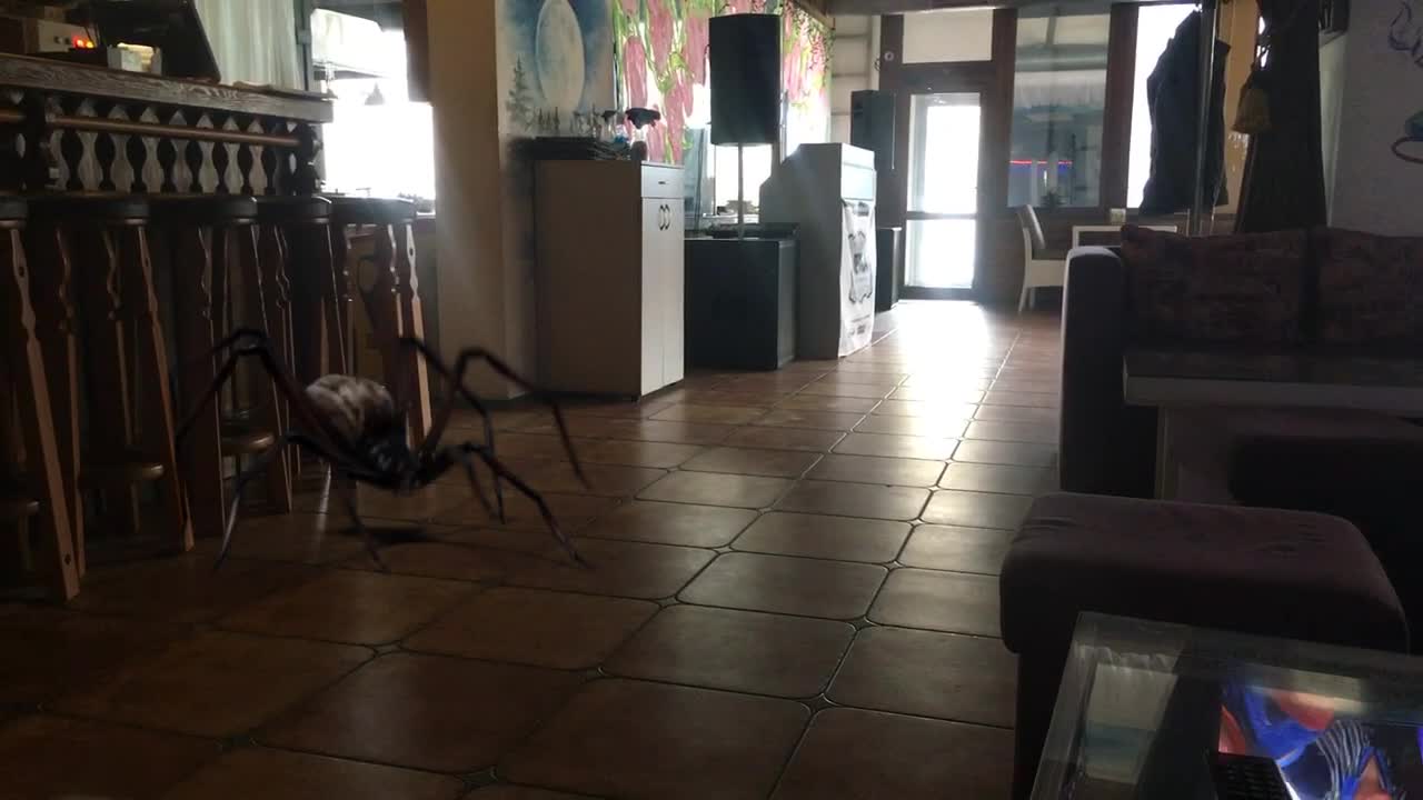 Scary spider in a cafe