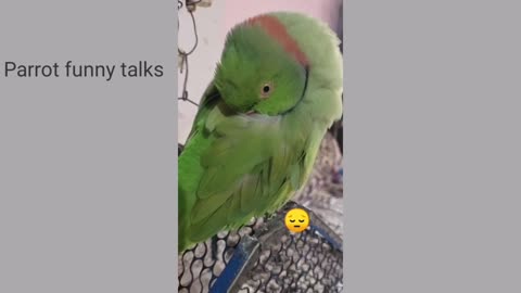 Funny parrot talks🤣