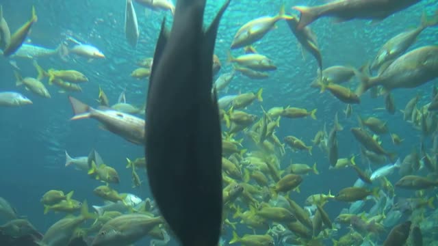 groups of fish swimming near surface