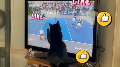 Funny pet videos