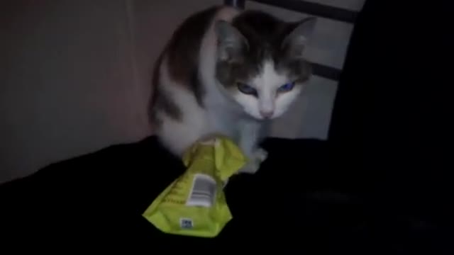 Cara the Cat eats Treats from the packet while no one is looking