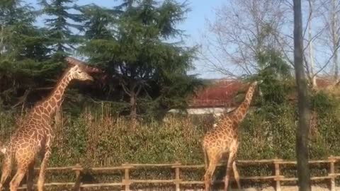 The giraffe