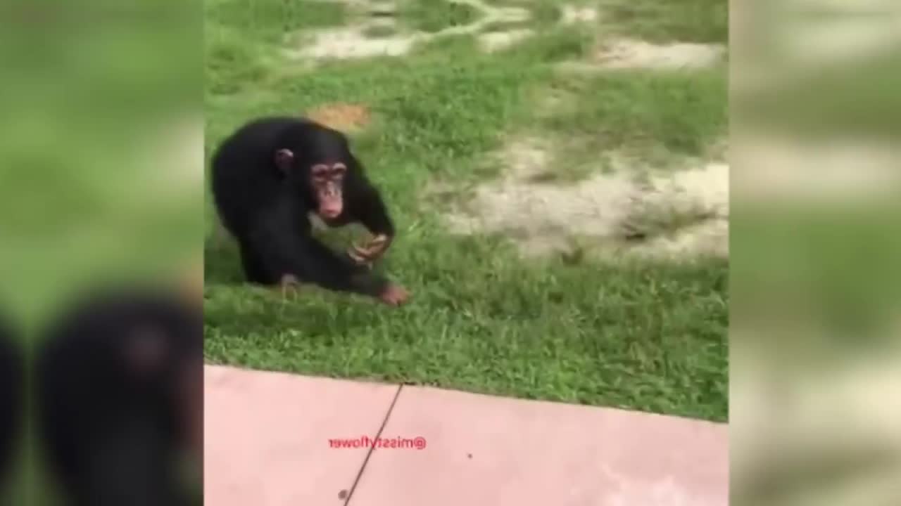 Girl Reunites With Pet Lion After 8 YEARS.