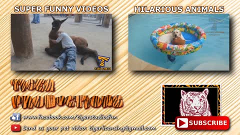 Funny KIDS vs ZOO ANIMALS