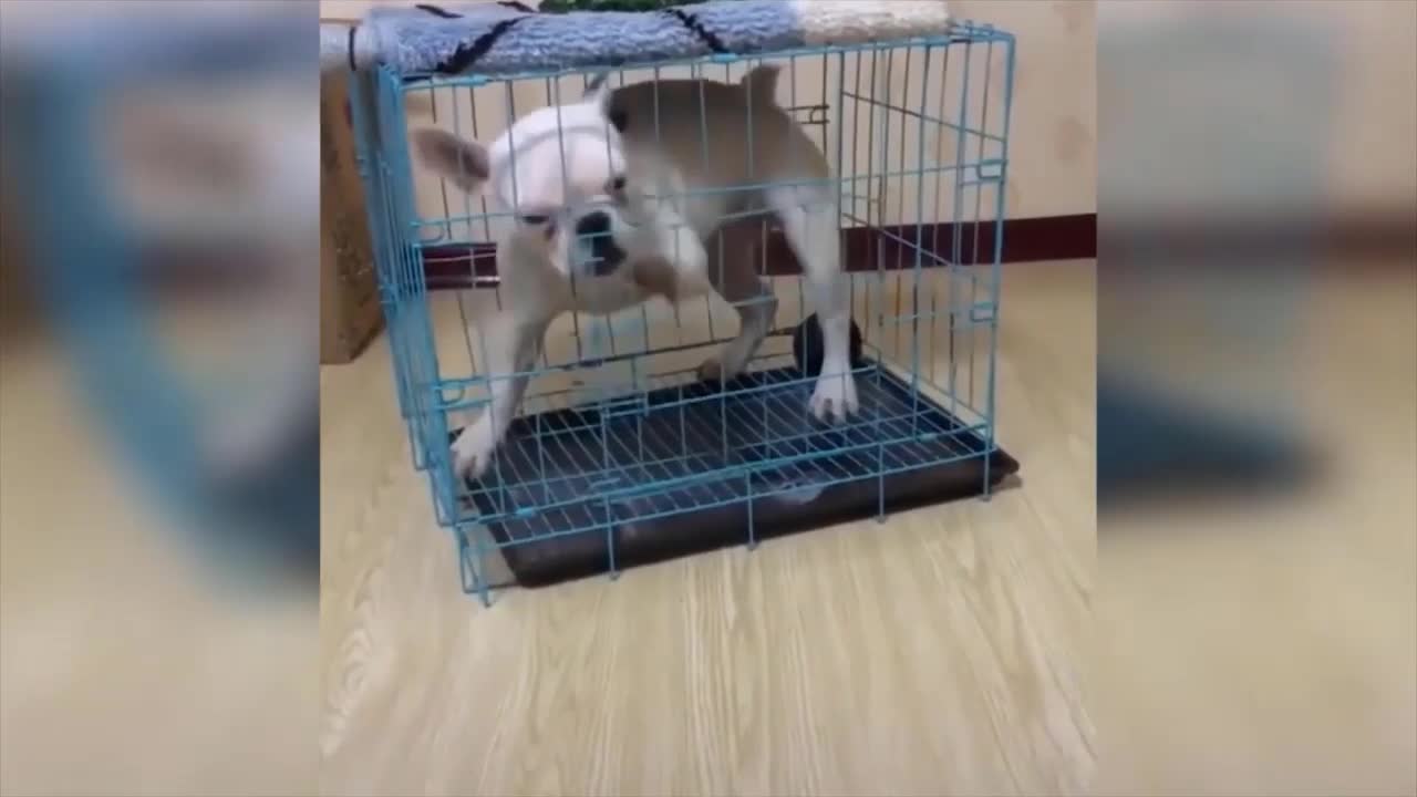 Frustrated Puppy Trying to Open Dog Cage Funny Video - Funny Animals