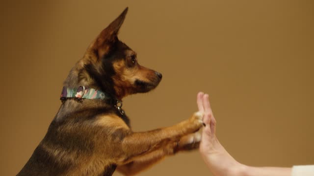 Dog training videos