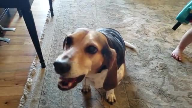 THE MOST AMAZING AND HYSTERICAL VIDEO ON THE INTERNET!!!! Feat. Buddy Mercury Dog and Lil Sis!