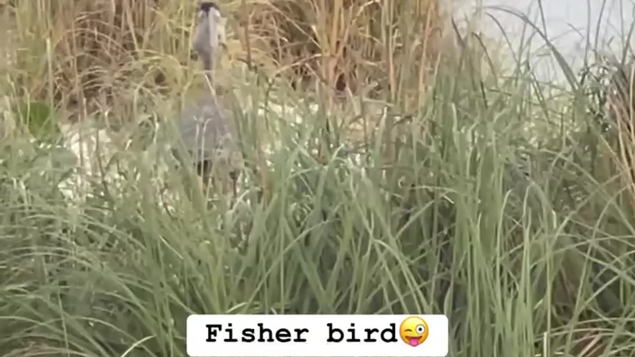 Beautiful bird and fish in its mouth, caught in act😜