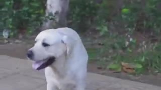 Dog Saves Blind Man's Life