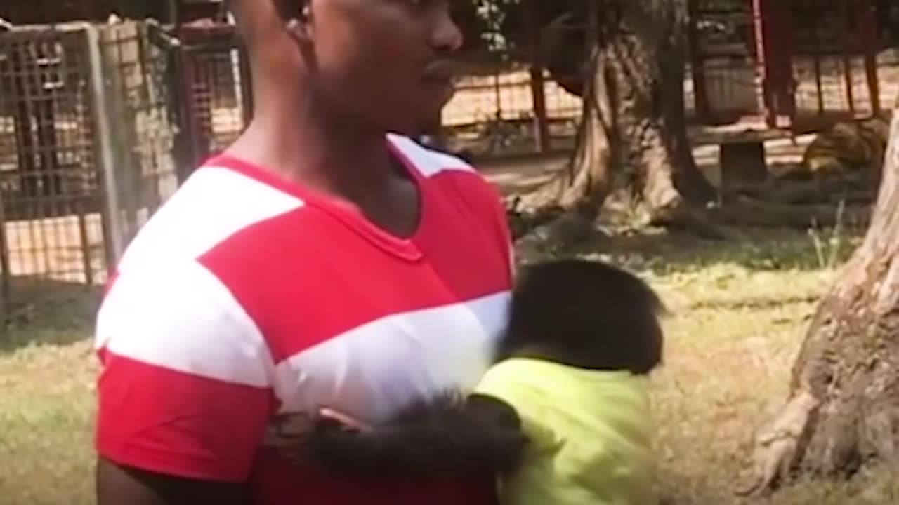 Woman Goes Undercover To Save Baby Chimp's Life | The Dodo Endangered Species Day