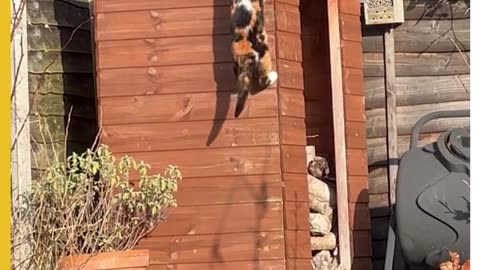 OMG Run!