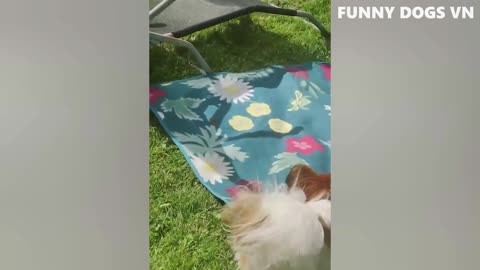 Funniest Animals Video - Funny Dogs And Cats - Try Not To Laugh Animals 2022