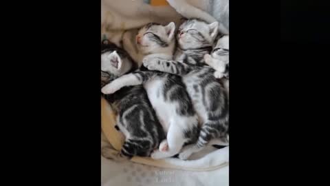 Aww! Funny and cute Pets Video that Will 100% Make your Day 😍❤️️_3