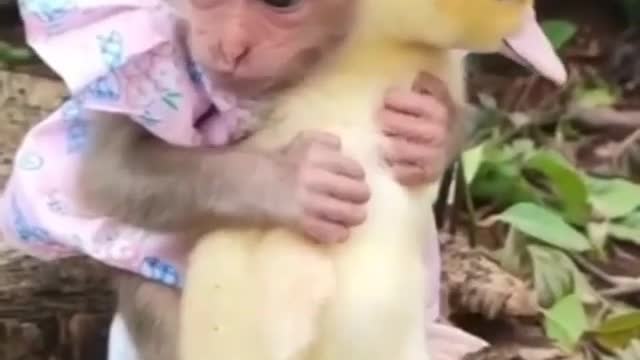 Monkey and duck