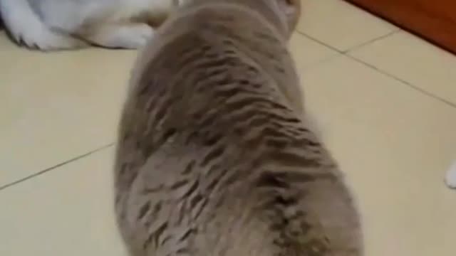 Poor kitten beatten but mama comes to rescue