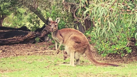 Kangaroo