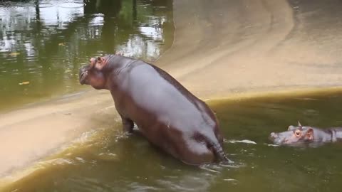 Big hippo crawling out of the bath