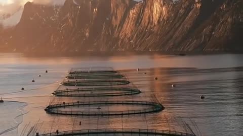 Salmon farms in Senja, Norway.