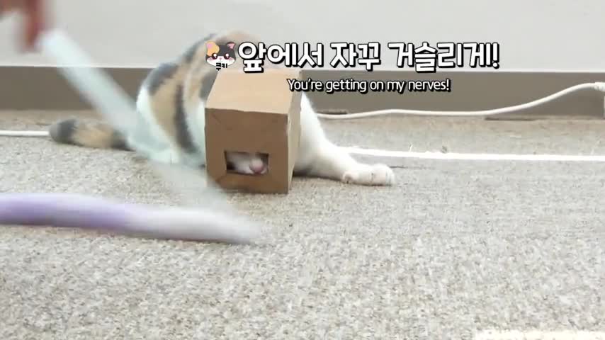 얼굴에 박스 낌풀버전은 유튜브 [고양이산책]