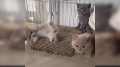 Baby Cats - Cute and Funny Cat Videos