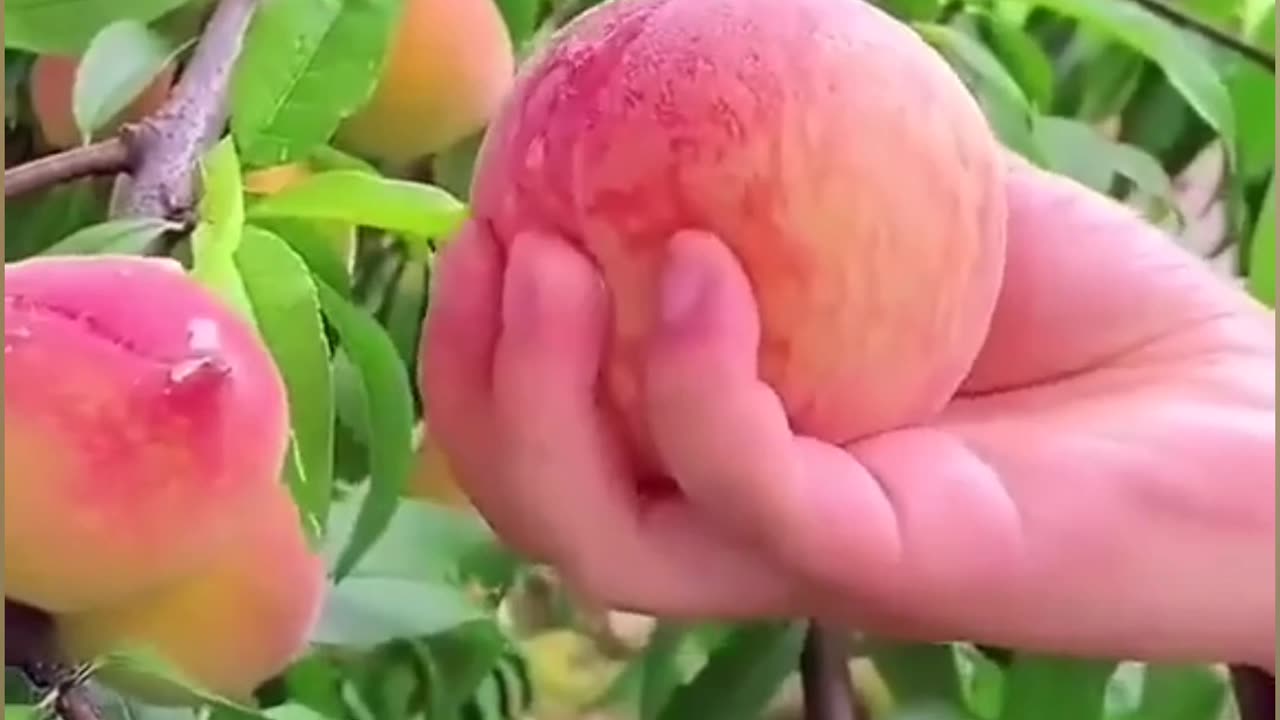 #amazing fruit 🍑🍑 that you may love it