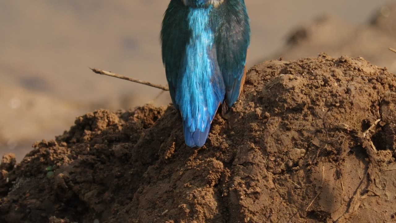 The kingfisher bird was waiting to hunt the fish.