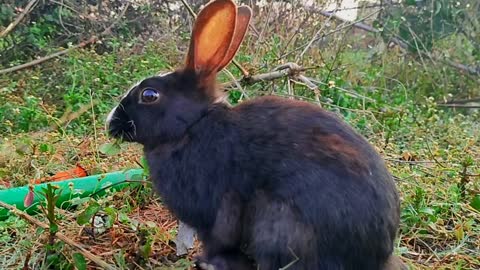 Cute Rabbit 🐇🐇 Eating grass..