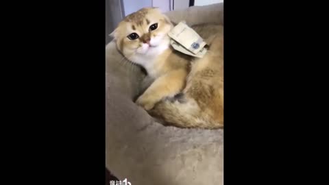 Funny cat videos