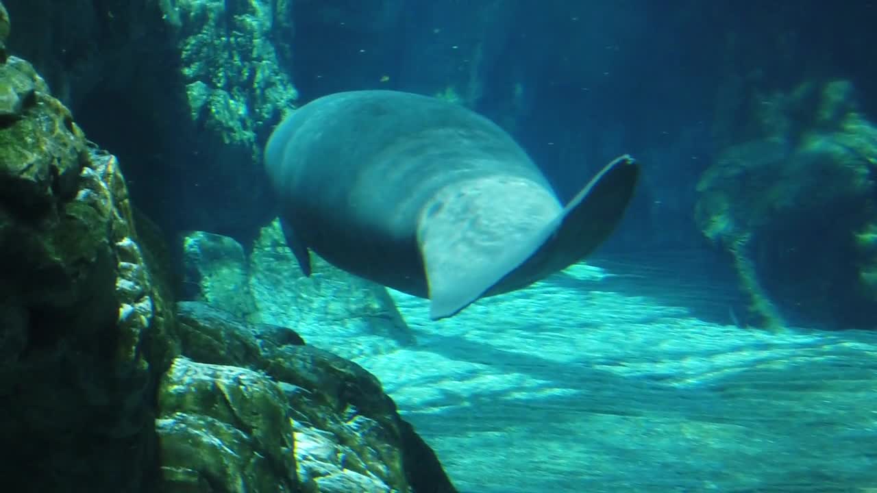 Manatee Aquarium Ocean Dugong Sea Water Diving